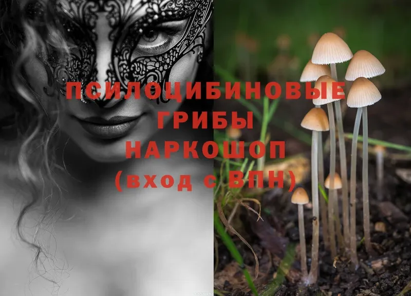 Псилоцибиновые грибы Psilocybine cubensis  Кашира 